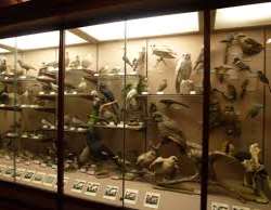 The museum has some more amazing facts and places inside to explore the remodelled three-floors of the museum filled with various different skeletons 
